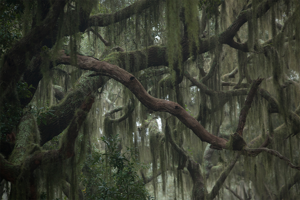 cypress trees with Spanish moss hanging from branches