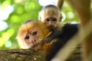 High temperatures dampen immune systems of wild capuchins