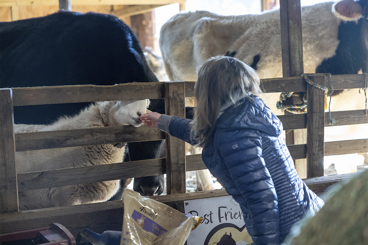 person feeding goats through fence