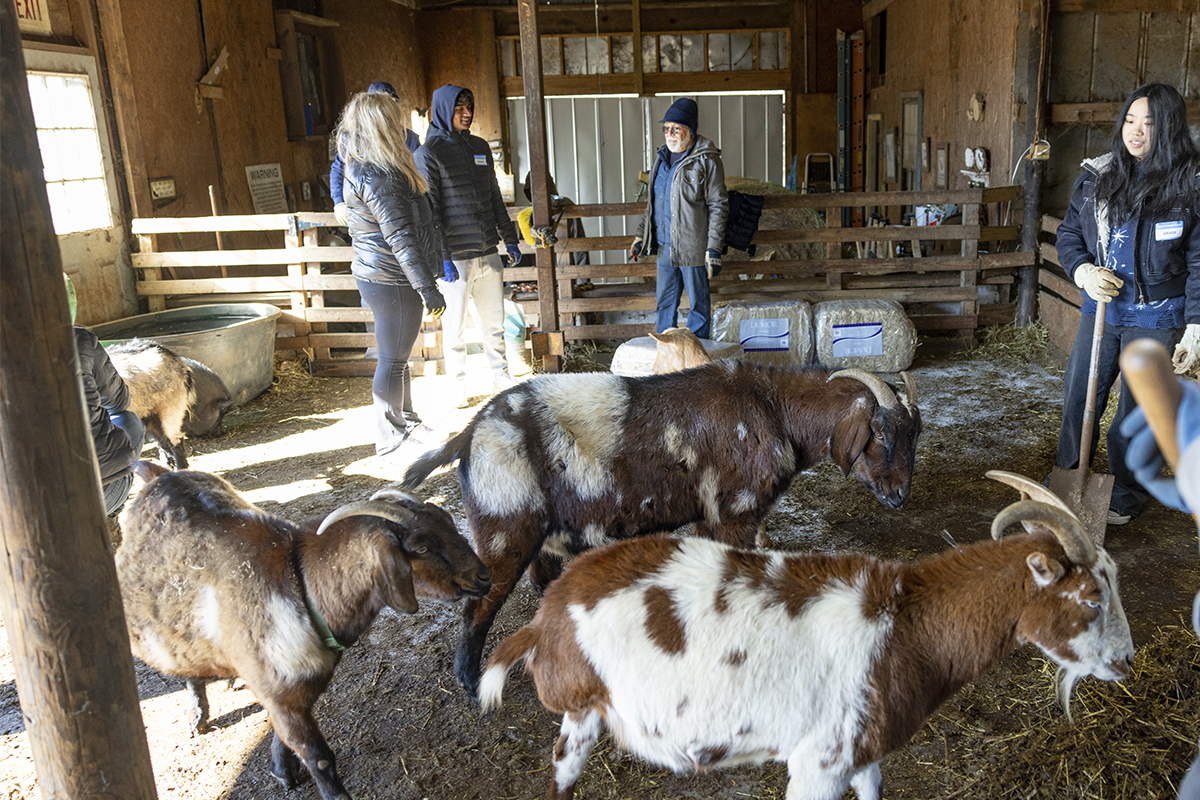 students with goats 