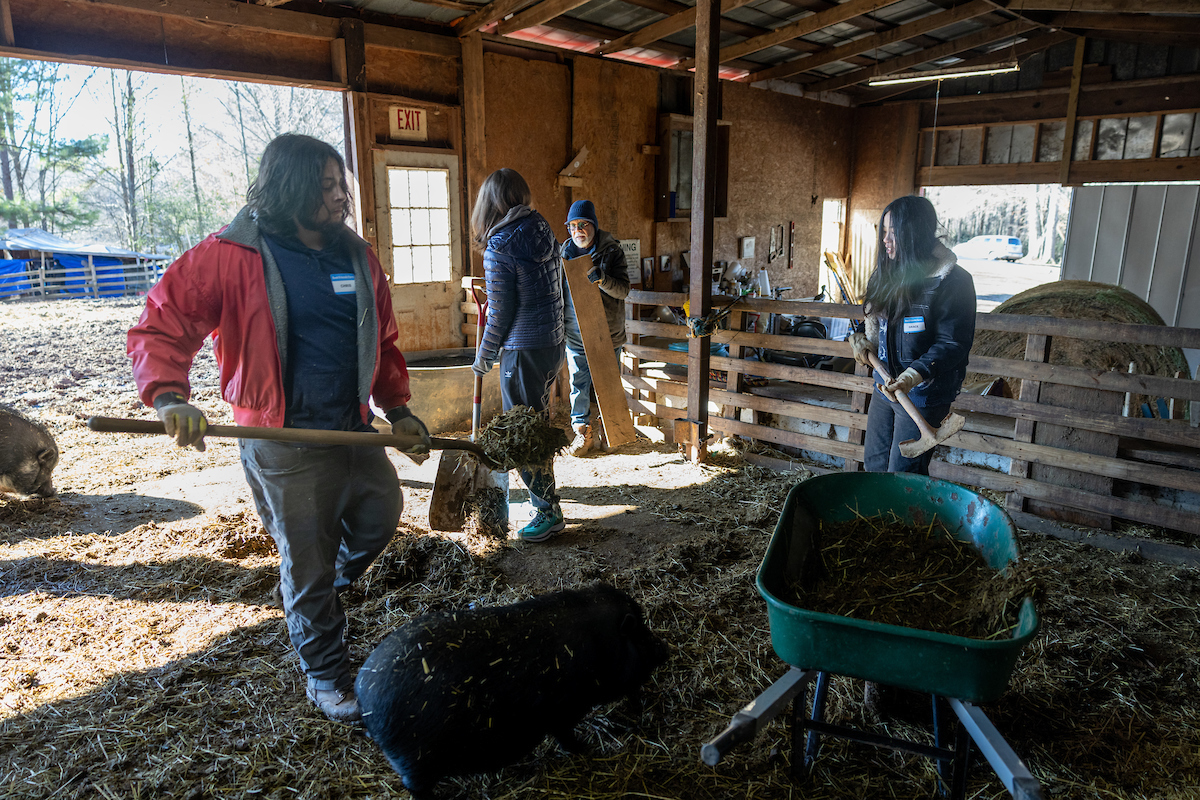 students shoveling barn 