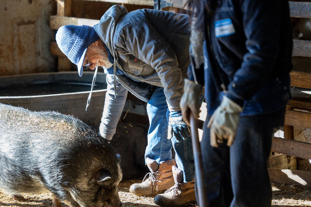 person petting pig