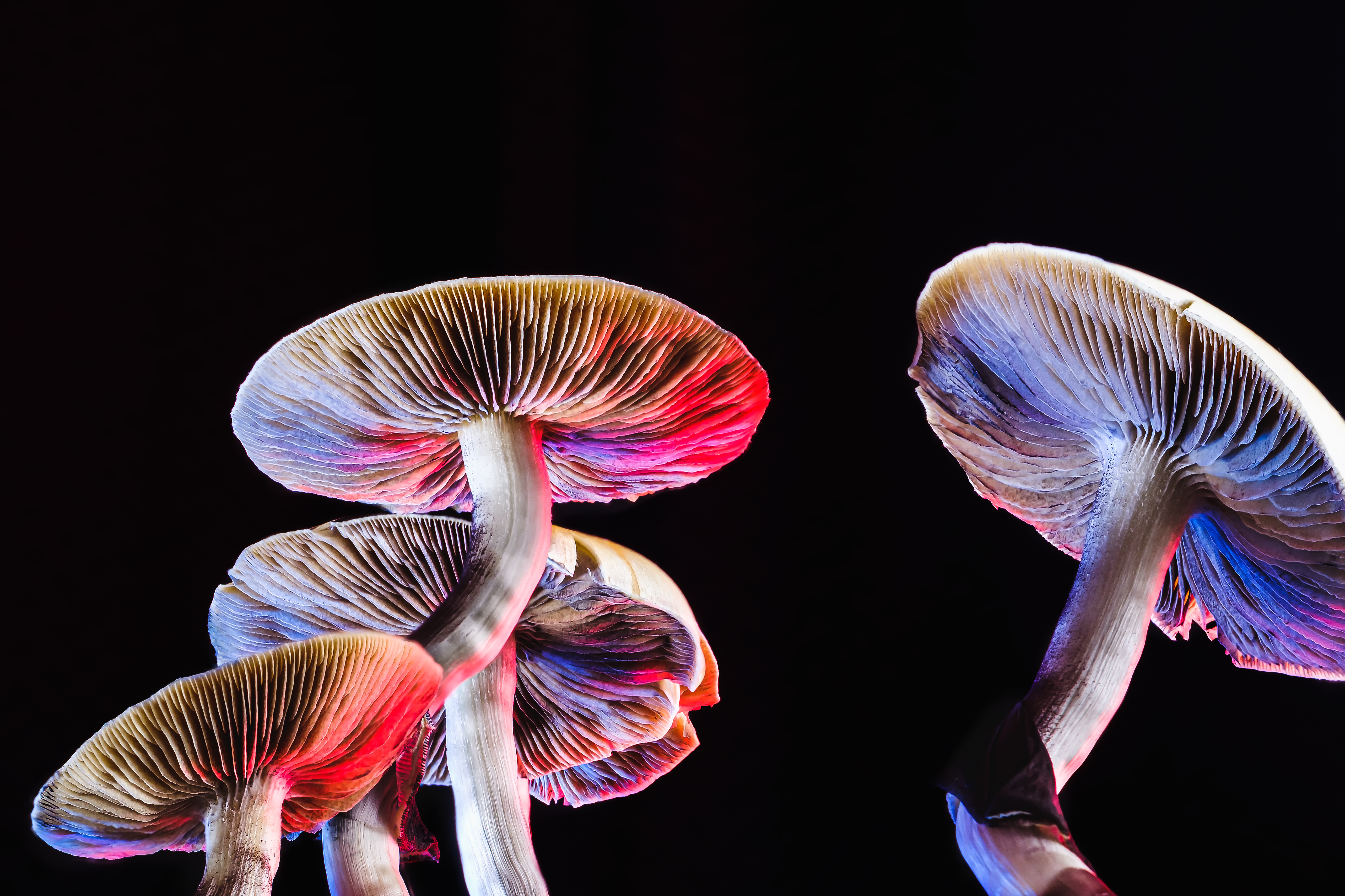 Emory researchers use voice analysis to study psychedelic therapy