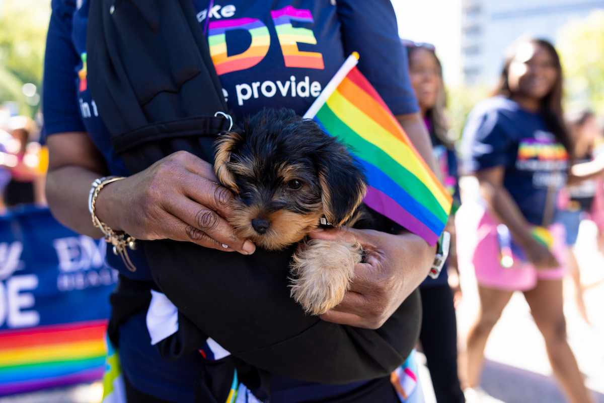 Small puppy in a purse next to a pride flag
