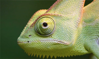 A chameleon matches a green background
