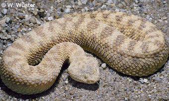 The sidewinder rattlesnake (Crotalus cerastes), found in the southwestern United States and northwestern Mexico, has had less time evolutionarily to adapt to a sandy environment, since American sandy deserts are much younger than those in Africa.