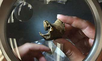 Jessica Thompson holds up a small bone under a magnifying glass