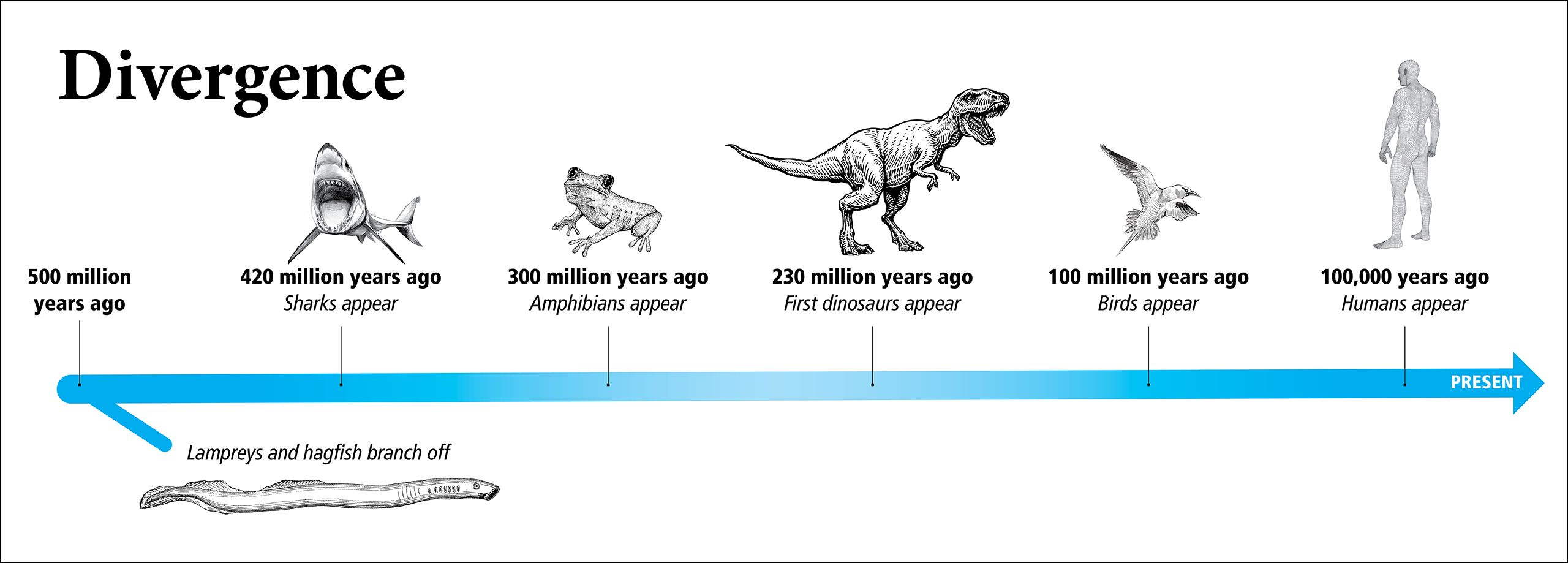 A timeline showing the divergence of lampreys from humans some 500 million years ago.