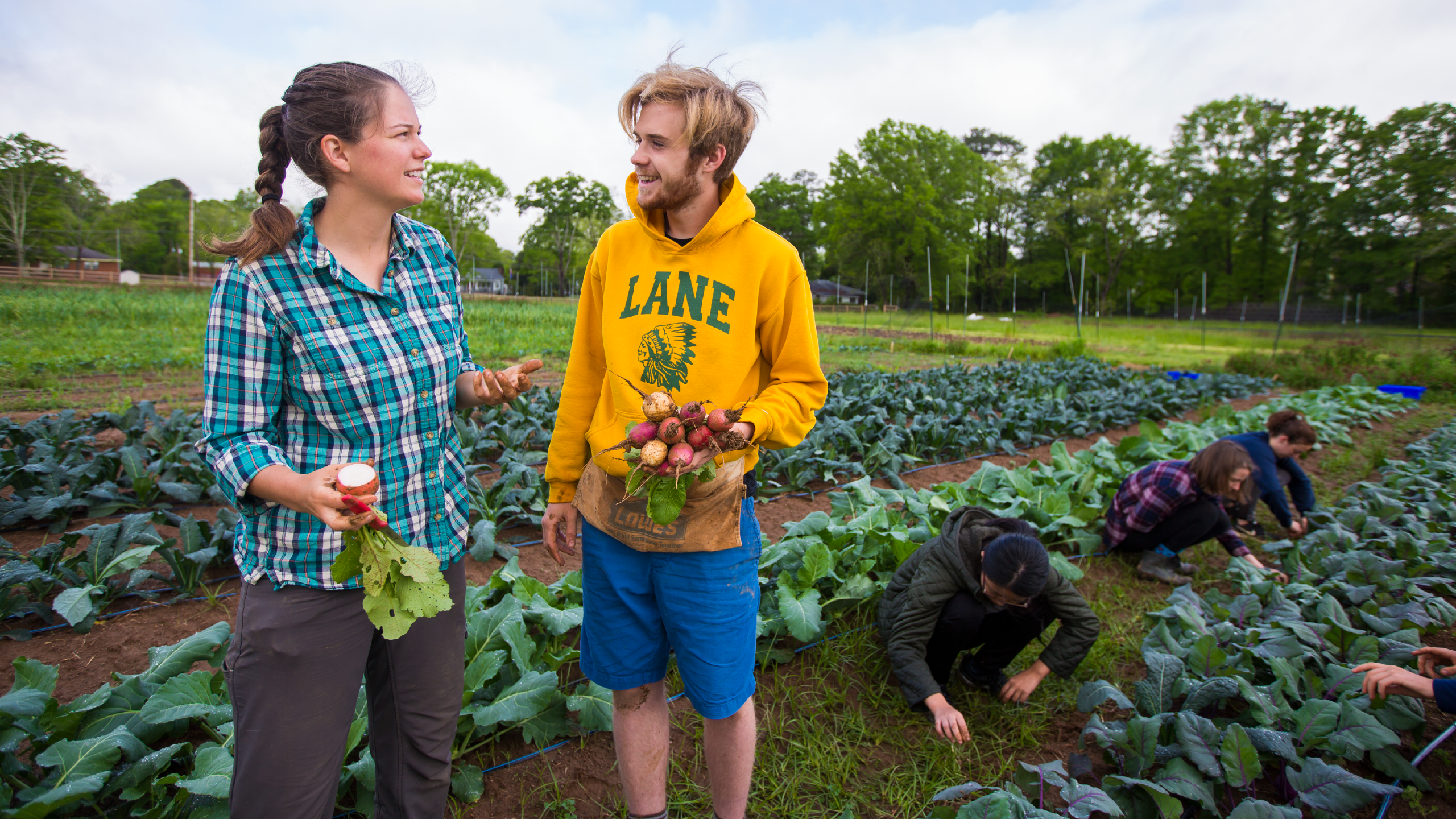 Two students picking radishes on the Oxford farm