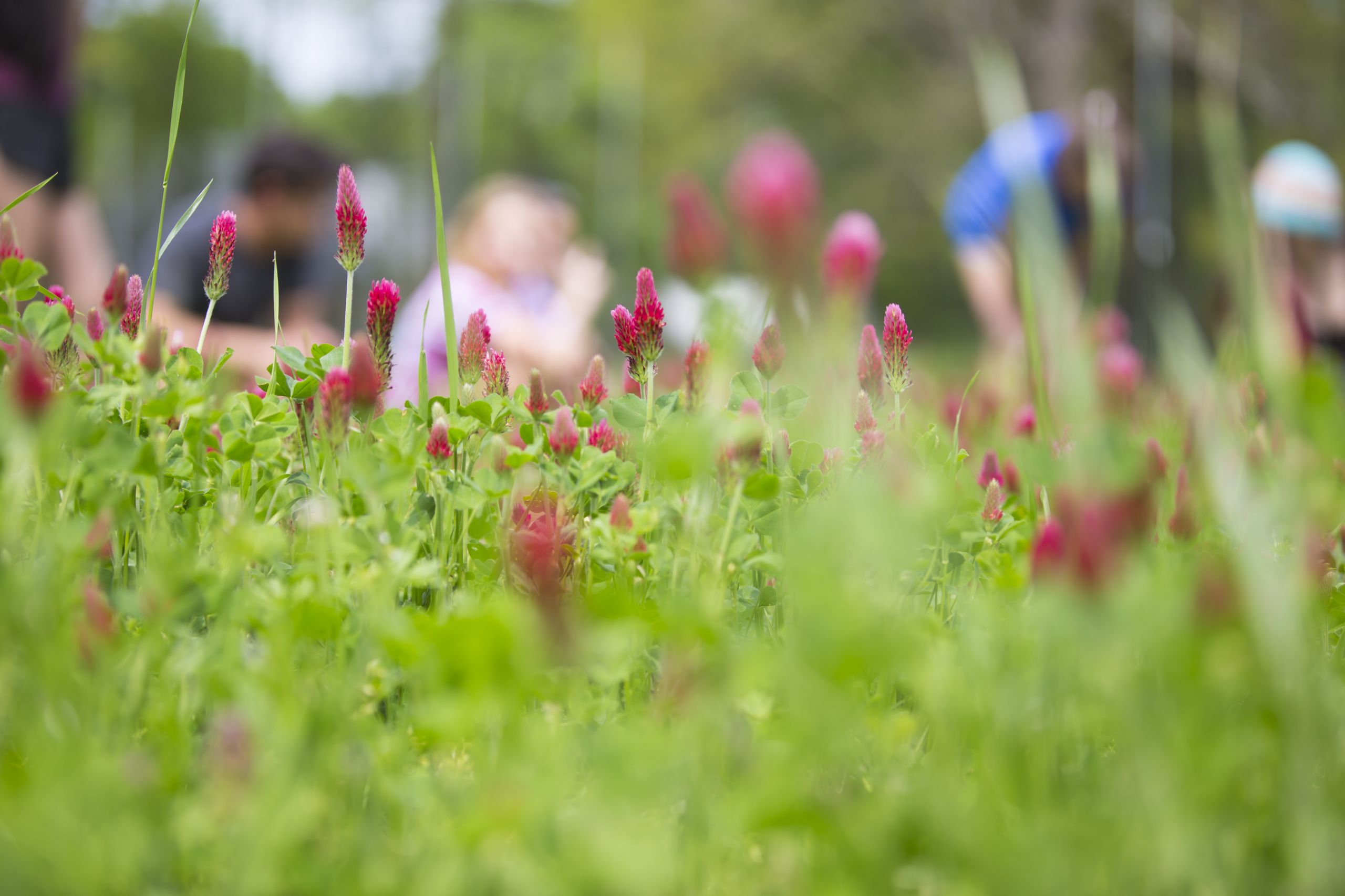 A field of flowers
