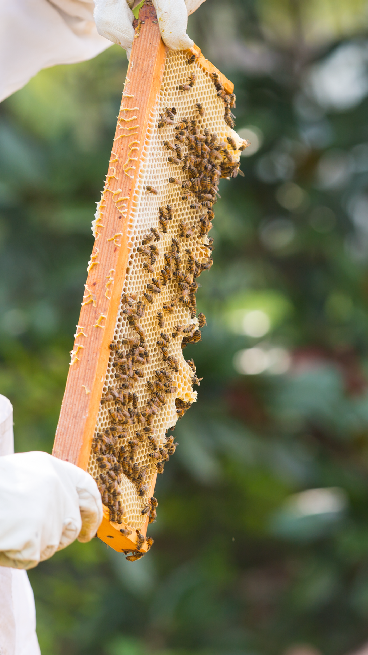 A worker works with bees