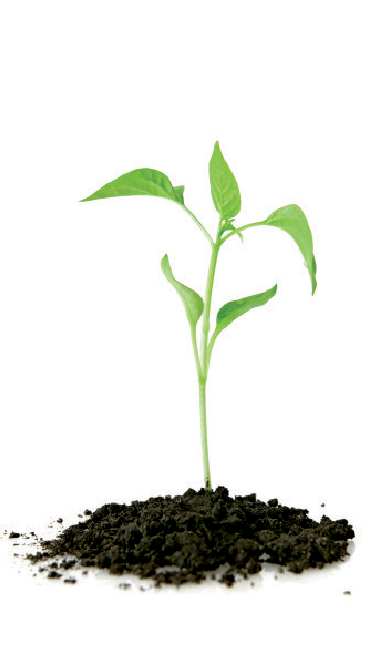 A small plant on a white background