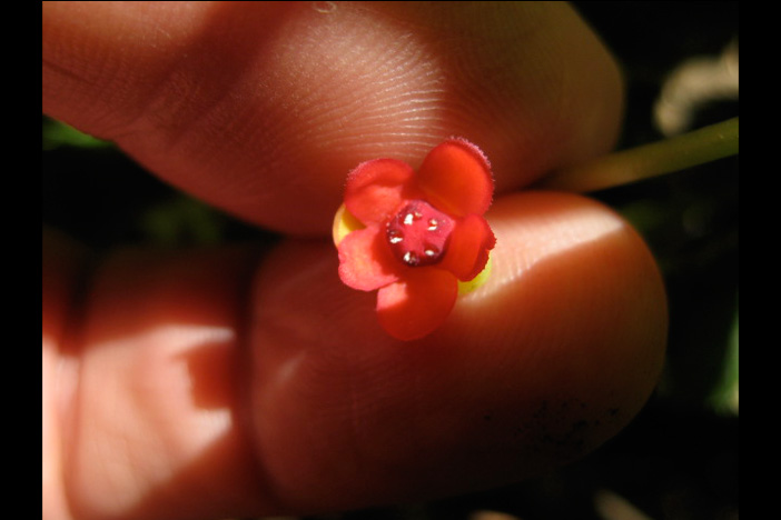 The delicate blossom of the American starvine (Schisandra glabra). Photo by Kyra C. Wu.